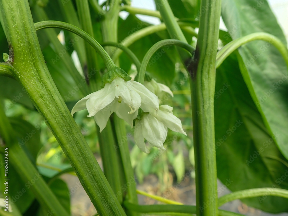Naklejka premium Green bell pepper plantation with plastic film placed over the ground, Sweet pepper plant in a farmer's field, paprika, bell pepper in greenhouse or glasshouse, in state Jijel Algeria, North Africa.