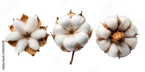 garlic isolated on white