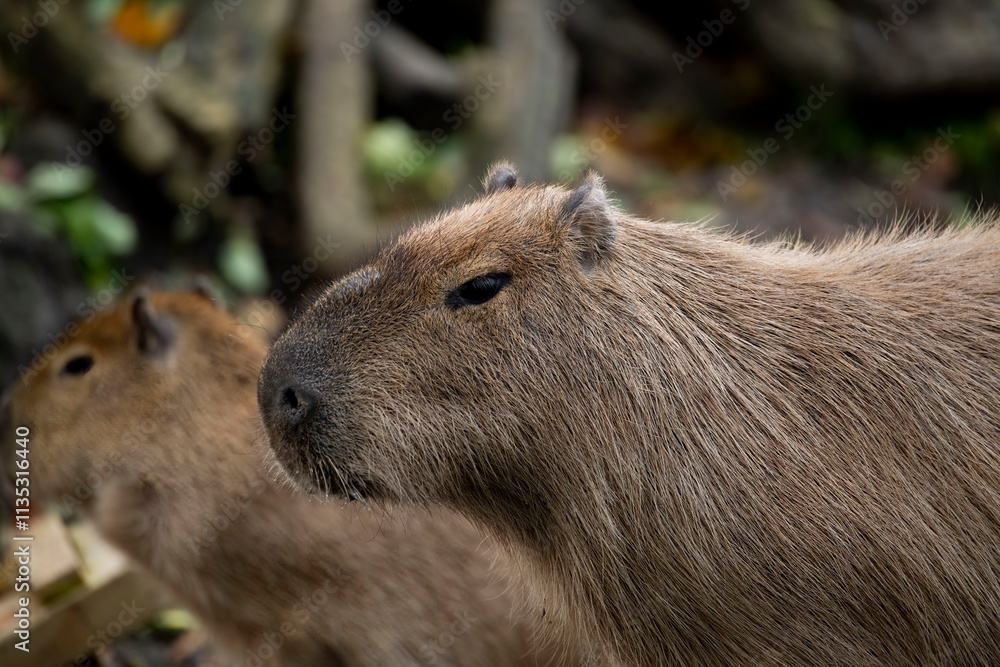Obraz premium The Capybara or Greater Capybara (Hydrochoerus hydrochaeris).