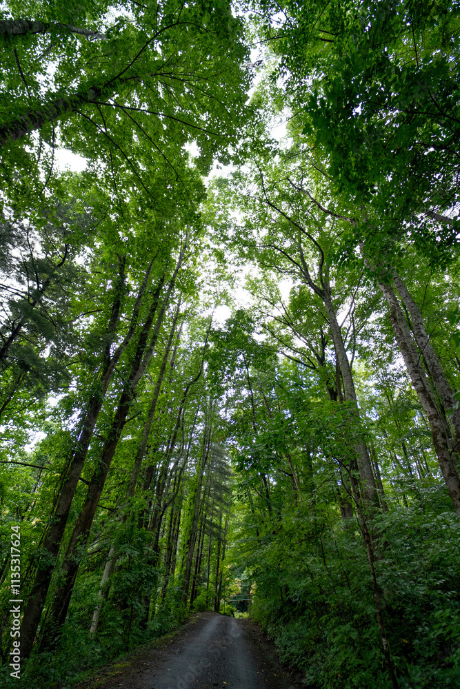 Looking up through North Carolina Trees Looking up through North Carolina Trees