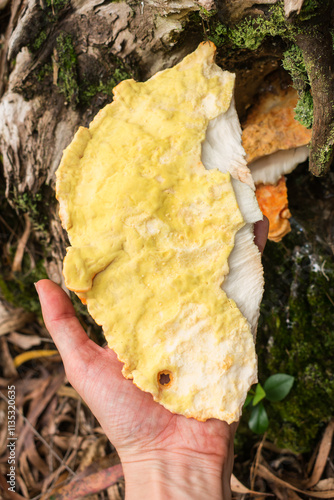 Chicken of the woods (Laetiporus gilbertsonii) wild edible mushroom underside (hymenophore) in Sao Francisco de Paula, South of Brazil photo