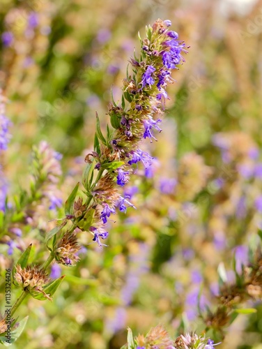 Flowers of hyssop (Hyssopus officinalis) in the garden. A shrub native to Southern Europe, the Middle East, and the Caspian Sea region. Cultivates for essential oil, have culinary and medical use. photo