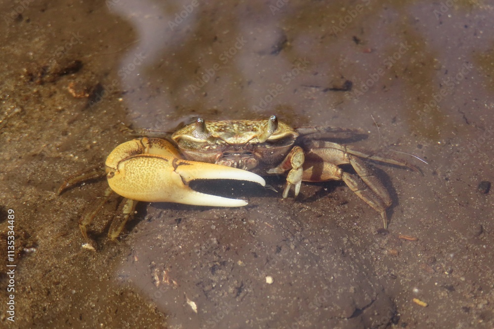Crab under water in Florida beach Crab under water in Florida beach