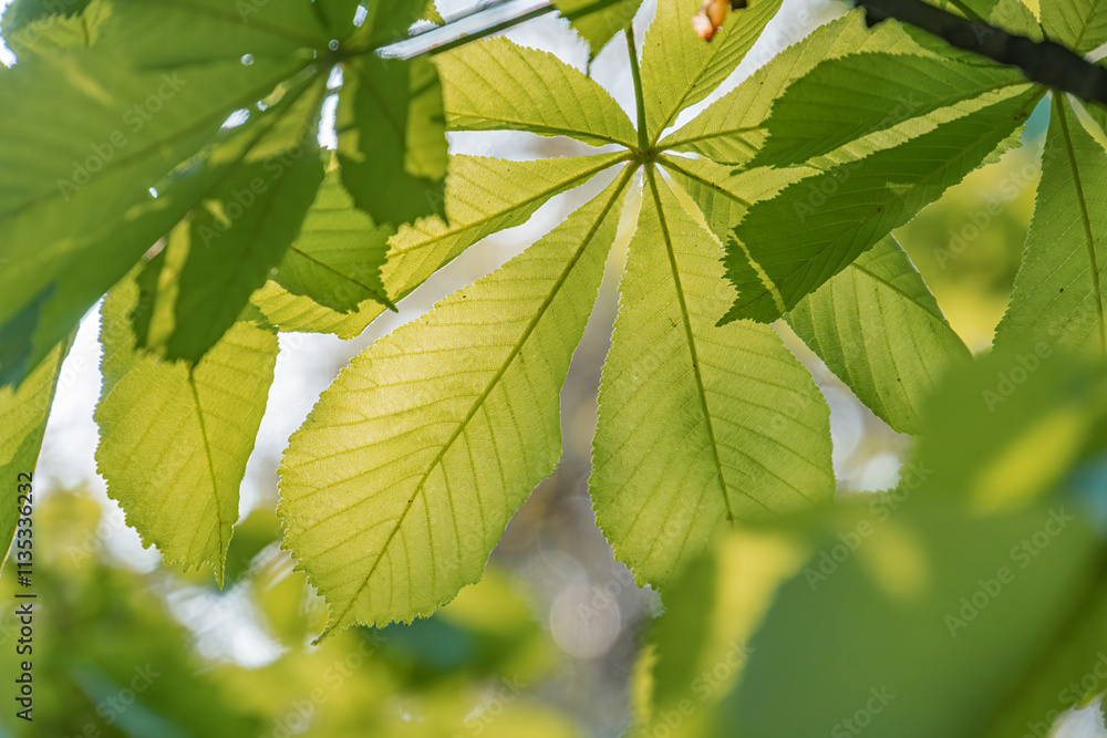 Close-up image of a bright green, serrated-edged leaf against blurred foliage fresh or recently rained on, with dappled sunlight creating shadows and highlights Possibly intended as a backdrop or t Close-up image of a bright green, serrated-edged leaf against blurred foliage fresh or recently rained on, with dappled sunlight creating shadows and highlights Possibly intended as a backdrop or t