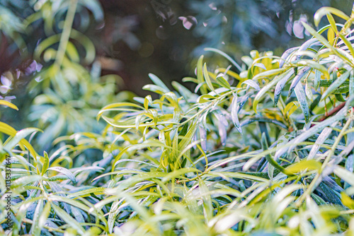 Close-up image of a green plant, possibly fern or bamboo interior with shallow focus and bokeh effect Soft early morninglate afternoon lighting No text present photo