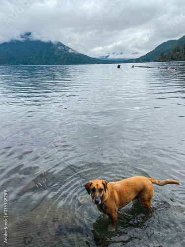 Dog in Crescent Lake of Olympic National Park