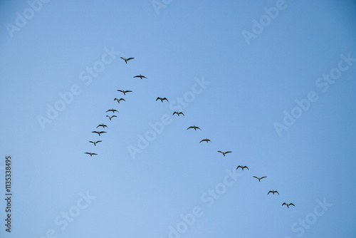 A flock of ducks flying in formation.
A flock of wild ducks flying in the blue sky. Ducks in a V formation in silhouette against the sky.