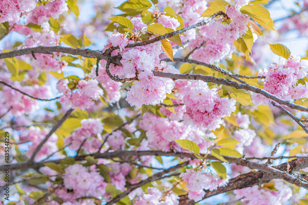 Obraz premium Close-up view of cherry blossom flowers, pink petals against a blue sky, daytime with clear weather, naturalistic photograph