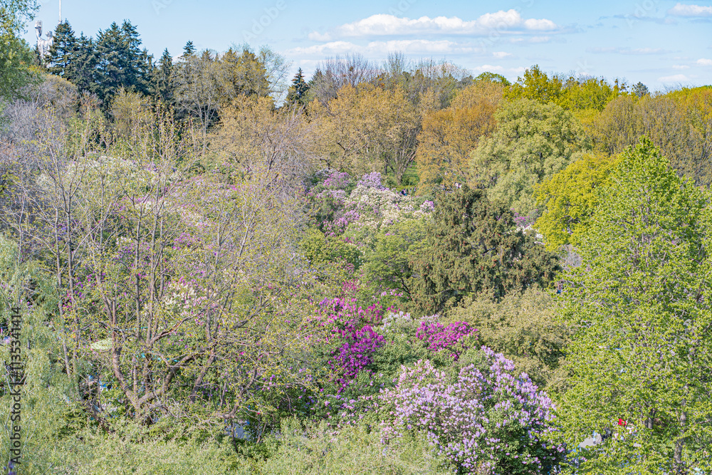 A lush green landscape dominated by deciduous trees in various stages of leaf fall, with purple flower clusters and bare branches The scene suggests late summer or early autumn, under soft overcast A lush green landscape dominated by deciduous trees in various stages of leaf fall, with purple flower clusters and bare branches The scene suggests late summer or early autumn, under soft overcast