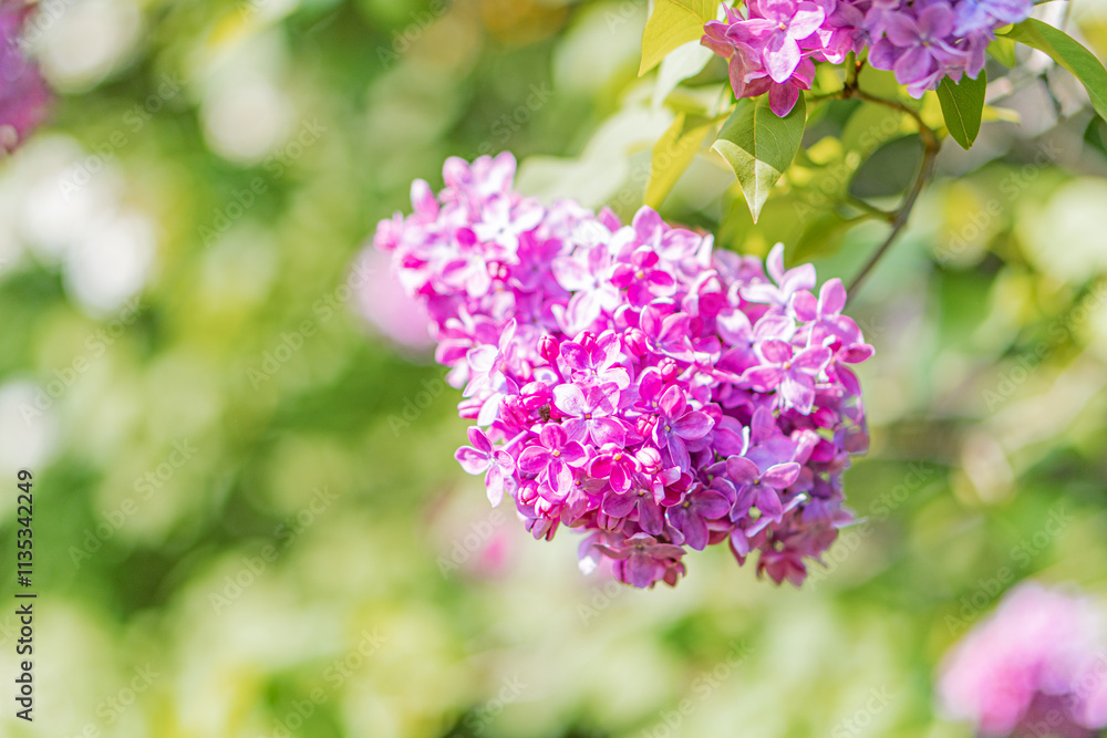 Close-up view of pink flowers with green leaves, vibrant colors, natural surroundings, blurred background, realistic style, emphasizes nature Close-up view of pink flowers with green leaves, vibrant colors, natural surroundings, blurred background, realistic style, emphasizes nature