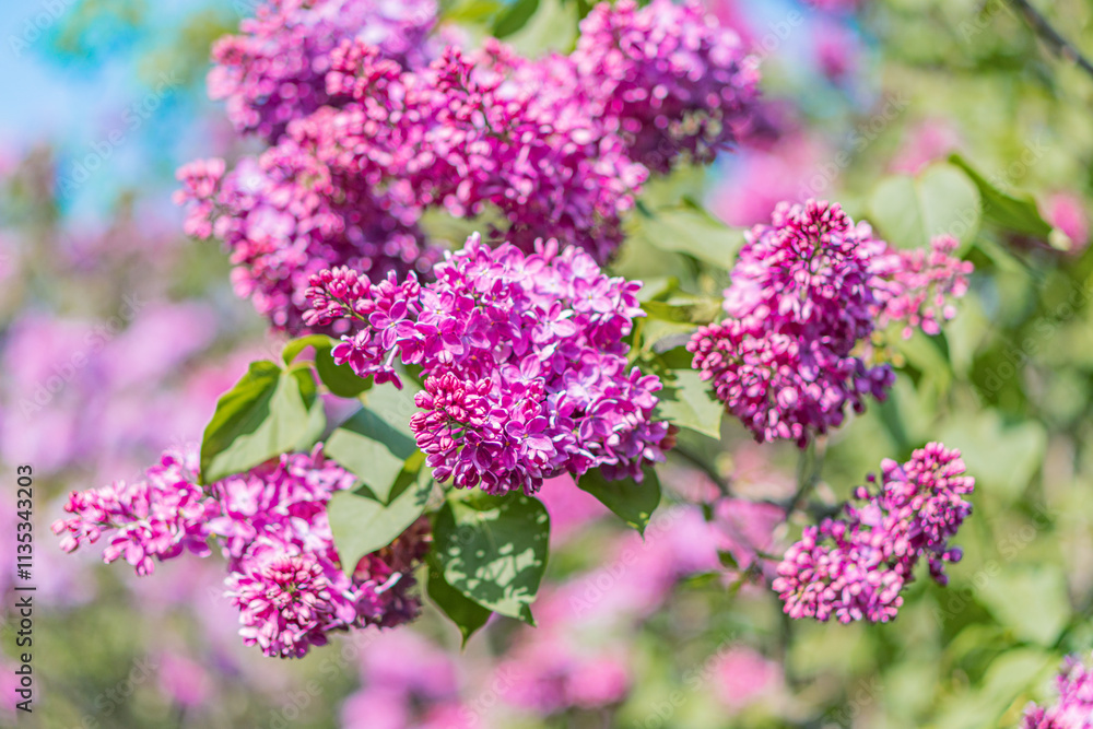 Close-up of pink flowers with densely packed petals against a blurred background, possibly part of a shrub or tree Soft shadows and textures in petals created by filtered sunlight No visible text Close-up of pink flowers with densely packed petals against a blurred background, possibly part of a shrub or tree Soft shadows and textures in petals created by filtered sunlight No visible text