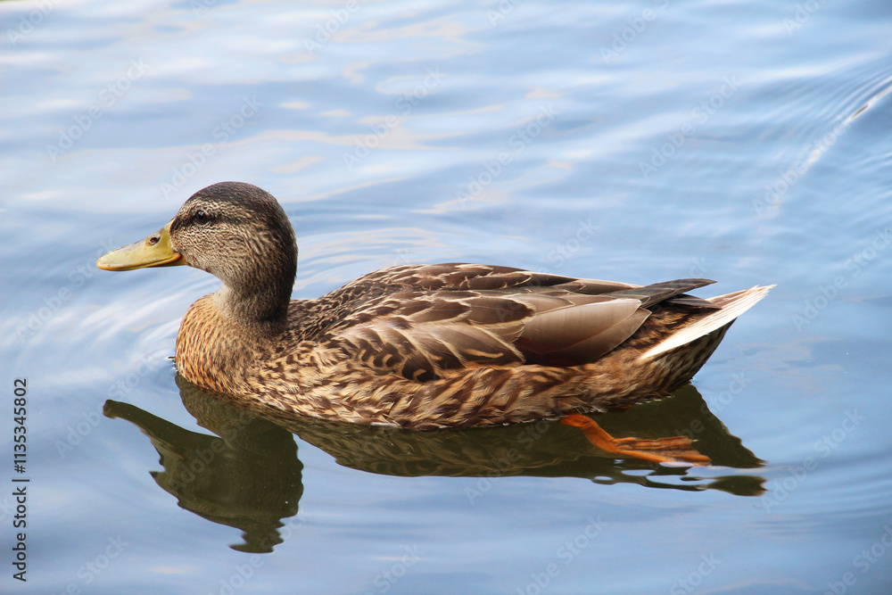 Mallard duck (Anas platyrhynchos) in nature Mallard duck (Anas platyrhynchos) in nature