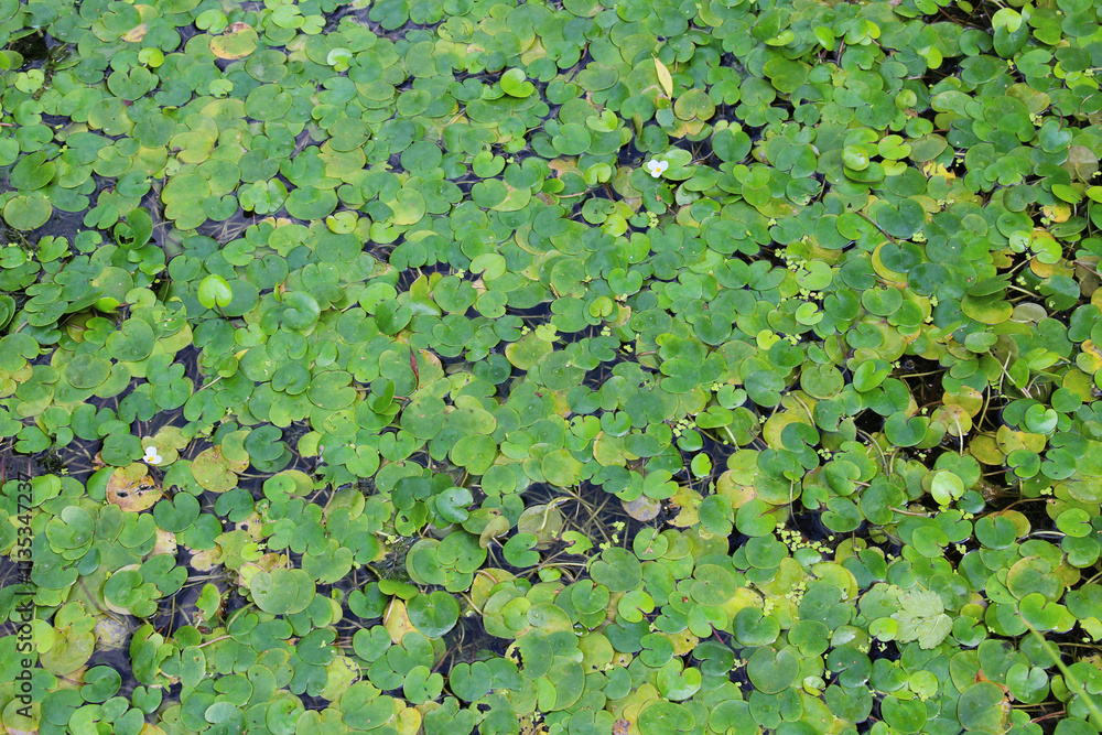 The aquatic plant Hydrocharis morsus-ranae grows in a pond The aquatic plant Hydrocharis morsus-ranae grows in a pond