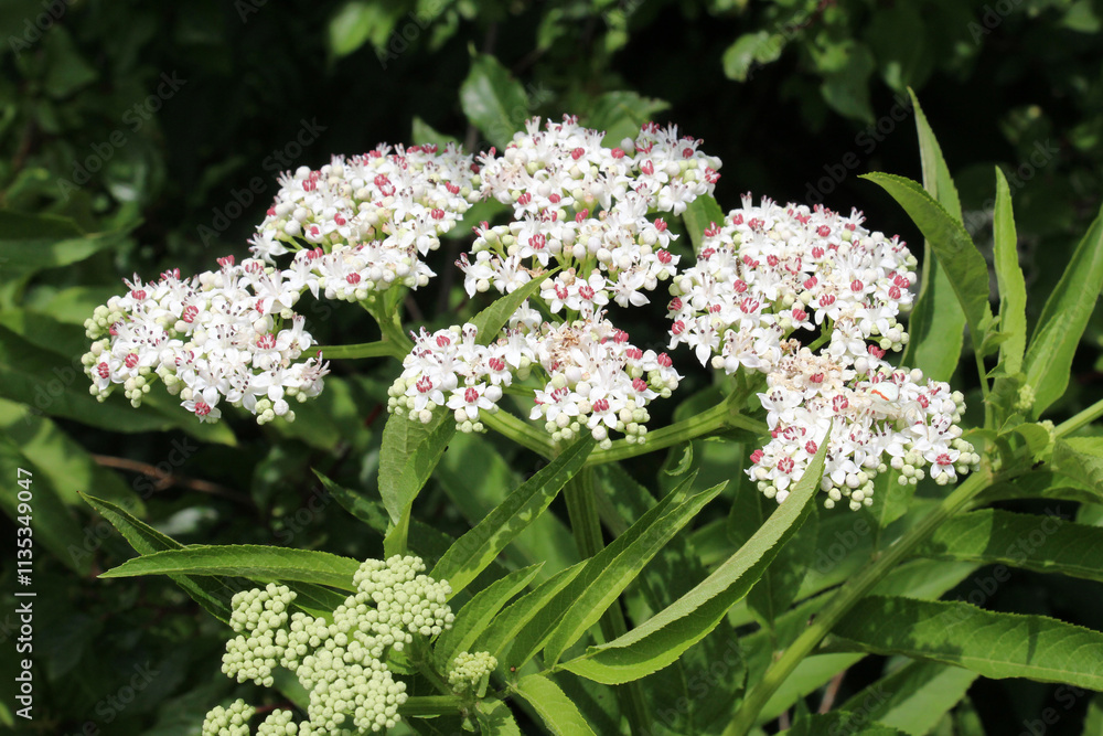 In nature, elderberry herbaceous (Sambucus ebulus) blooms In nature, elderberry herbaceous (Sambucus ebulus) blooms