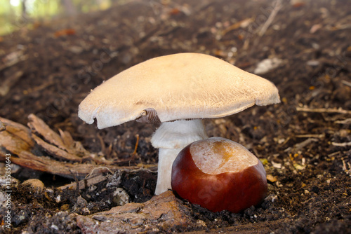 Stainer Mushroom and Chestnut 01 photo