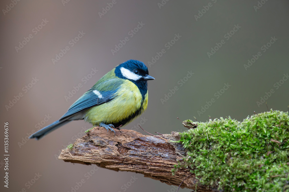 Obraz premium Bogatka, sikora bogatka, great tit (Parus major)