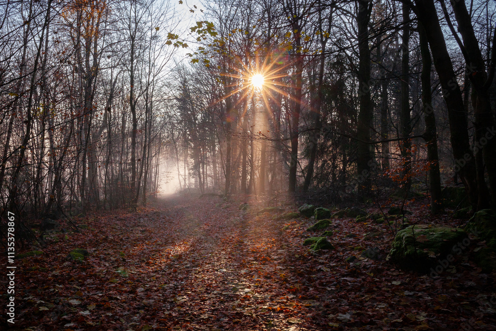 Fototapeta premium Sunrise in the misty forest
