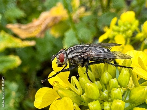 A close-up of a fly with striking red eyes perched on a cluster of vibrant yellow flowers. The intricate details of the fly's wings and body contrast with the blurred green foliage background