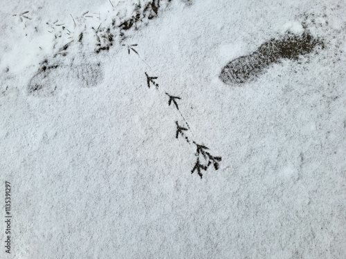 Pigeon tracks on the white snow. The concept of a frosty winter. photo