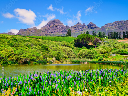 Scenic lake with lush green vegetation and purple flowers in Somerset West, South Africa