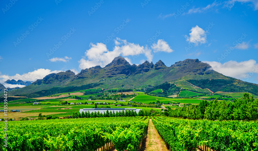 Vineyard with rows of vines stretching towards Helderberg Mountain, Somerset West, Western Cape, South Africa