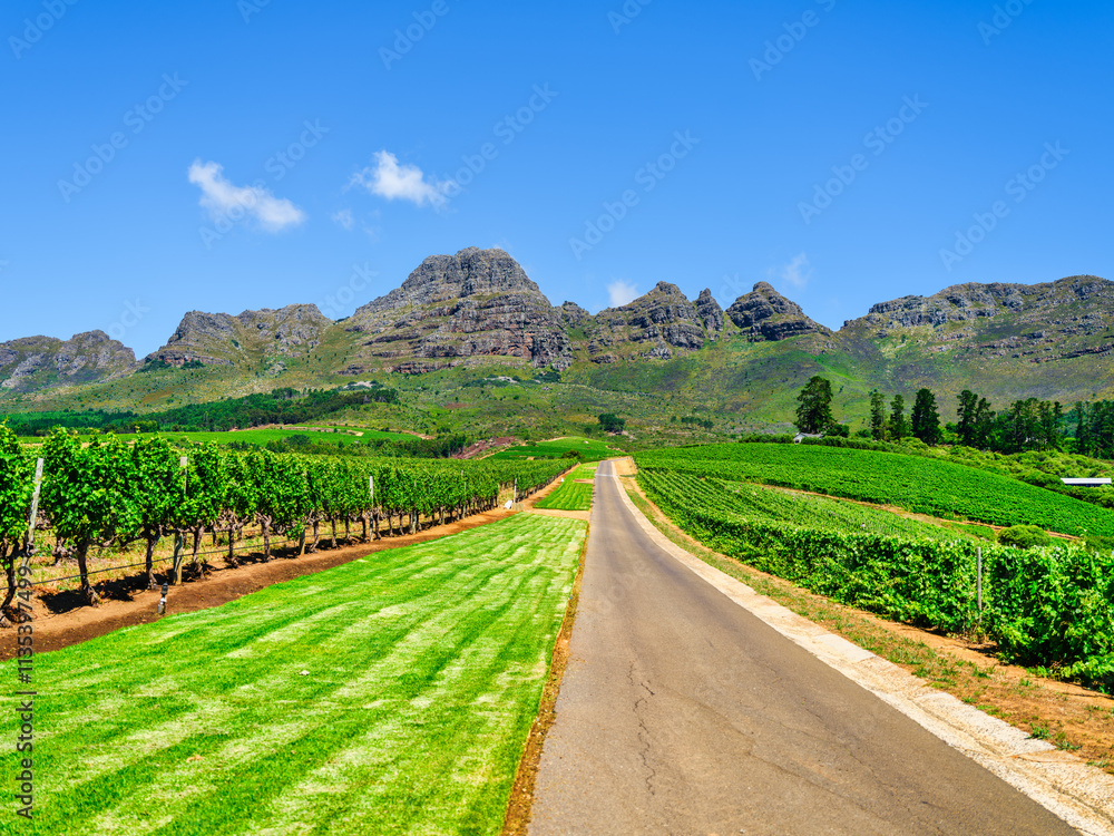 Road winding through a vineyard with Helderberg Mountain in the background, Somerset West, South Africa