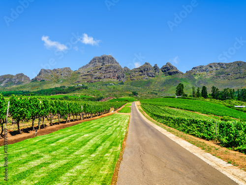 Obraz na płótnie Road winding through a vineyard with Helderberg Mountain in the background, Somerset West, South Africa w salonie