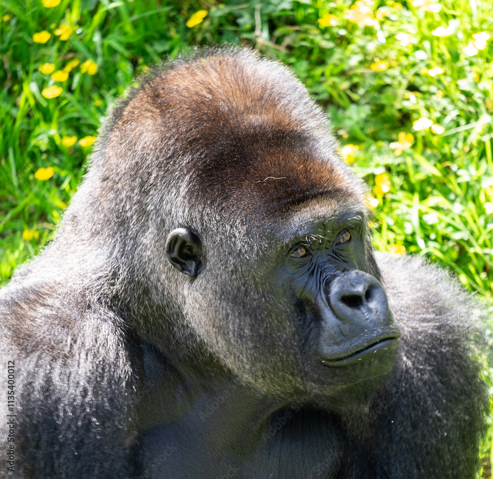 Obraz premium giant silverback gorilla head