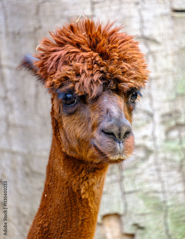 Obraz premium Portrait of cute alpaca on bad hair day