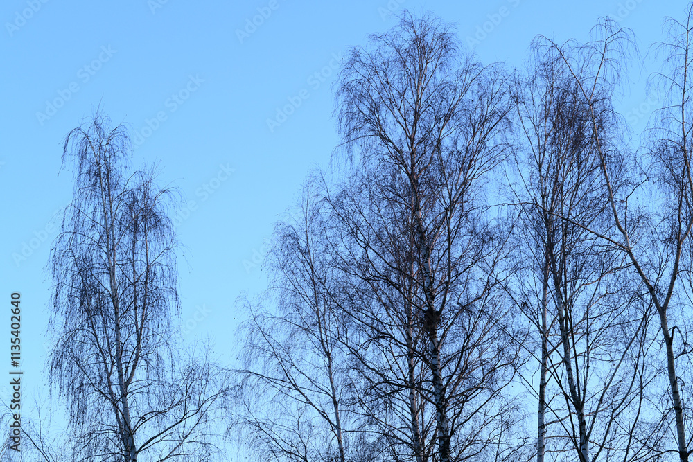 The photograph shows the silhouettes of trees against a clear blue sky, The trees look naked, the period is autumn or winter The photograph shows the silhouettes of trees against a clear blue sky, The trees look naked, the period is autumn or winter