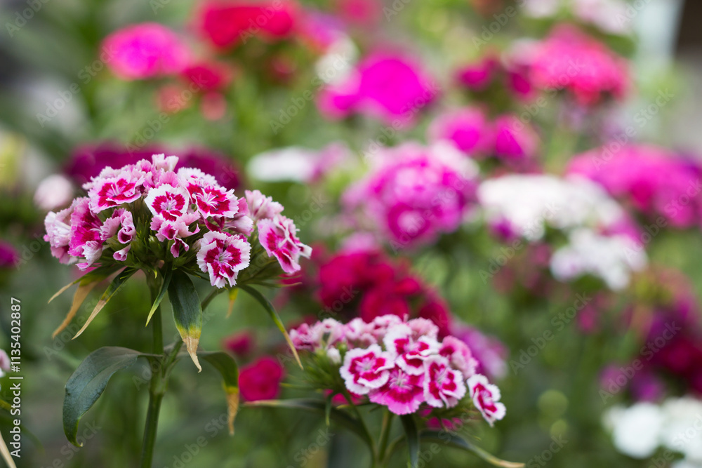Bright Dianthus barbatus bloom in the flower bed in the garden in summer, background Bright Dianthus barbatus bloom in the flower bed in the garden in summer, background