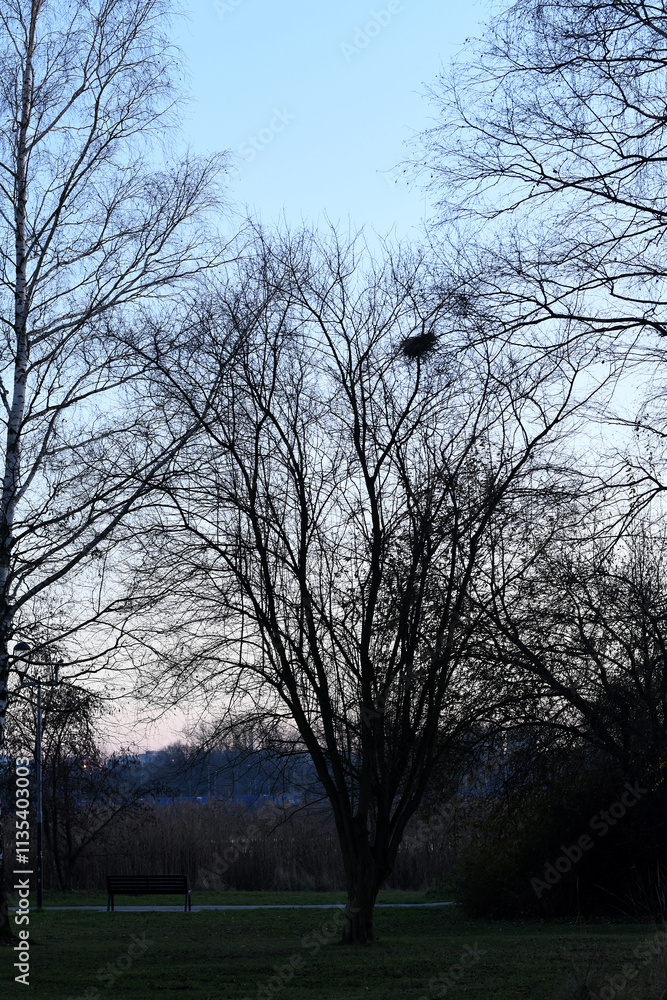 Fototapeta premium The photograph shows a tree with bare branches against the background of the evening sky, where the light part smoothly turns into darkness. A bench is visible at the foot of the tree