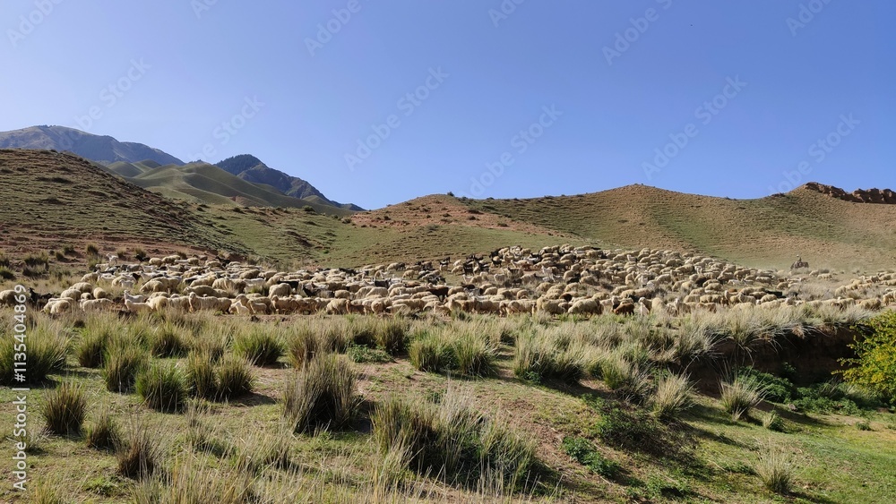 A flock of sheep in the Kazakh steppe A flock of sheep in the Kazakh steppe