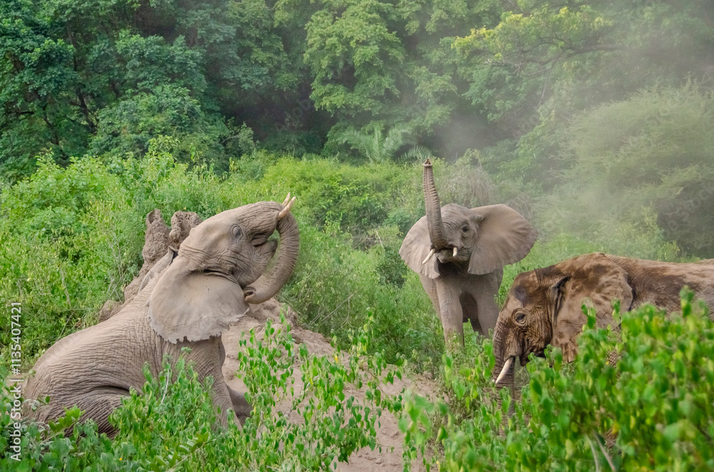 Fototapeta premium Elephants Elephants cleaning themselves in the sand in the Serengeti National Park in Tanzania, Africa. 