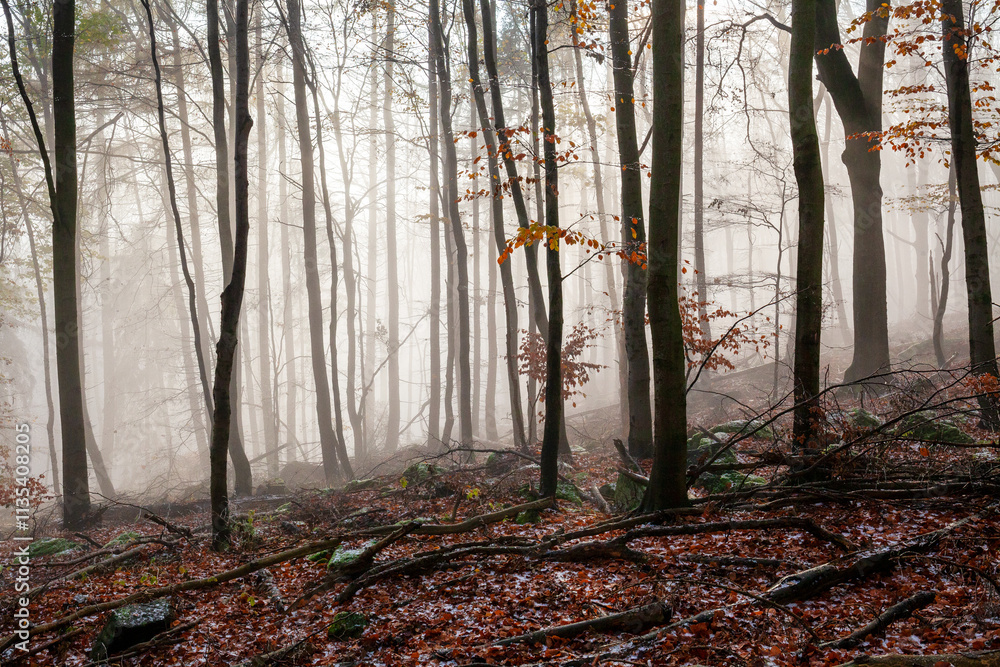 Obraz premium Foggy morning in the forest