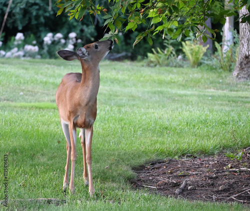 Deer Eating Leaves