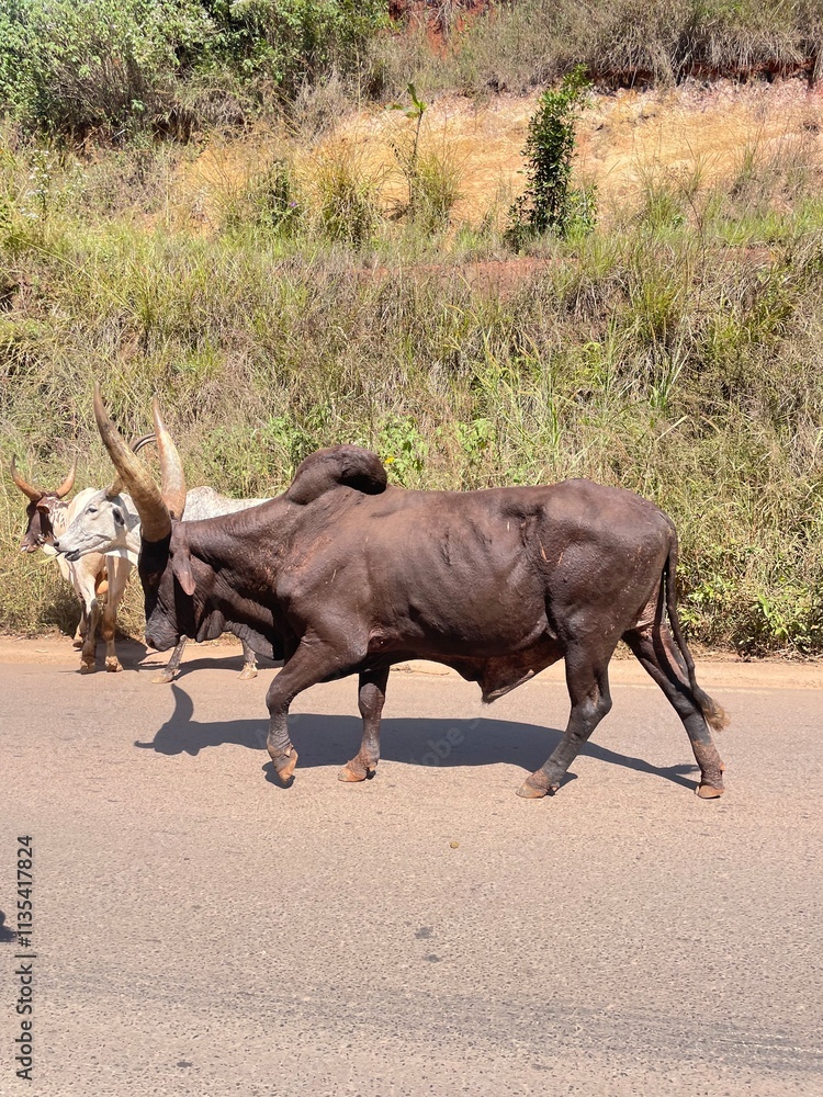 animal cameroun