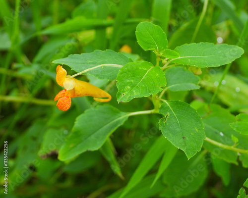Impatiens capensis | Jewelweed | Spotted touch-me-not | Native North American Wetland Wildflower 
