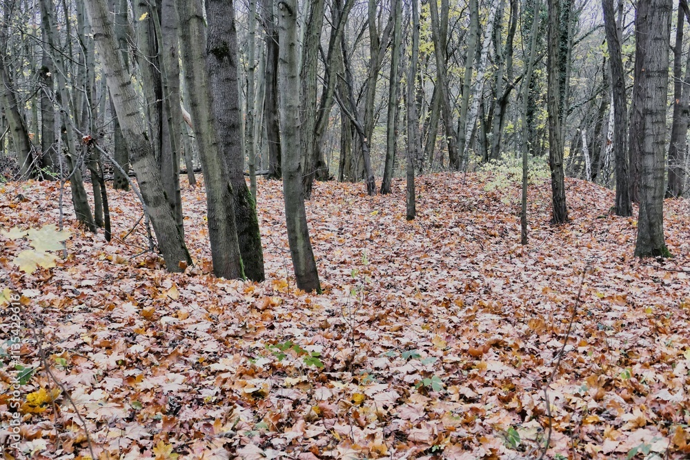 Poznań, Cybina Valley, nature protected area, area around the river in autumn with beautiful trees and lush vegetation Poznań, Cybina Valley, nature protected area, area around the river in autumn with beautiful trees and lush vegetation