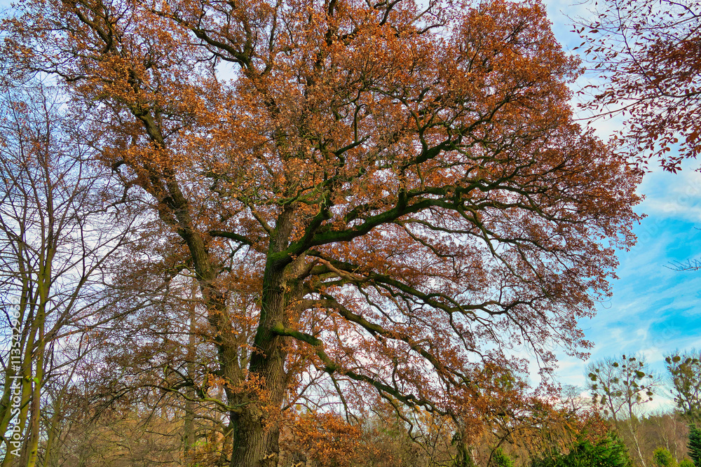 Poznań, Cybina Valley, nature protected area, area around the river in autumn with beautiful trees and lush vegetation Poznań, Cybina Valley, nature protected area, area around the river in autumn with beautiful trees and lush vegetation