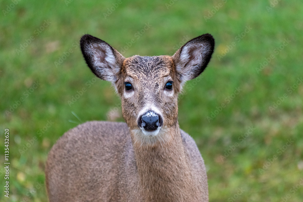 White-tailed Doe Deer In An Urban Field In Fall In Wisconsin White-tailed Doe Deer In An Urban Field In Fall In Wisconsin
