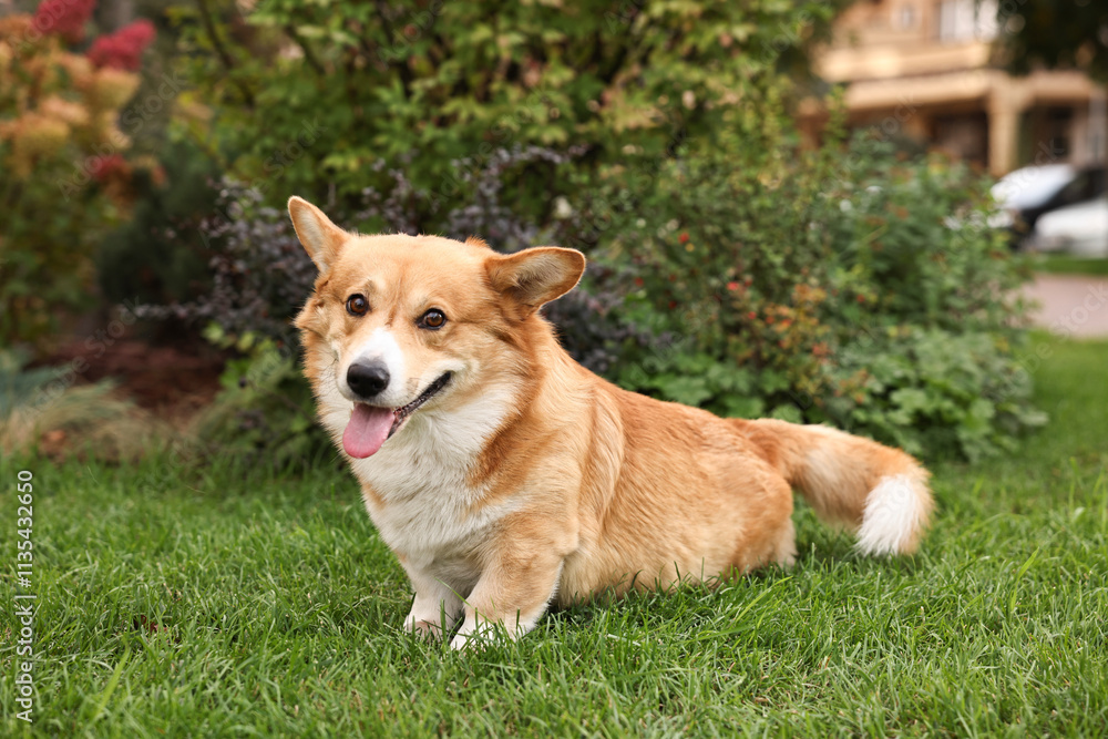 Pembroke Welsh Corgi on green grass in park Pembroke Welsh Corgi on green grass in park