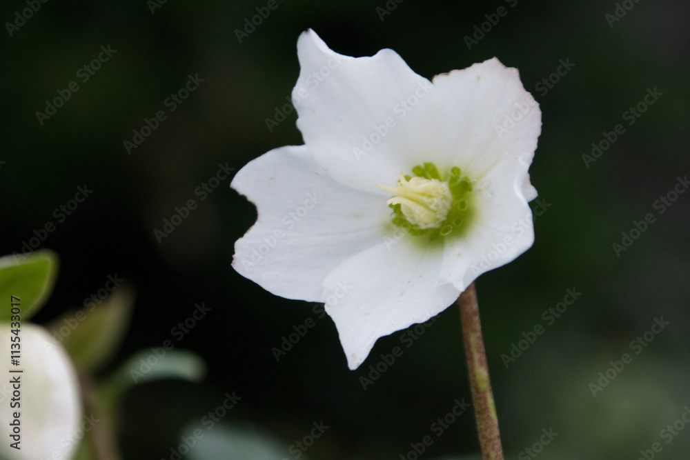 Obraz premium Christrose