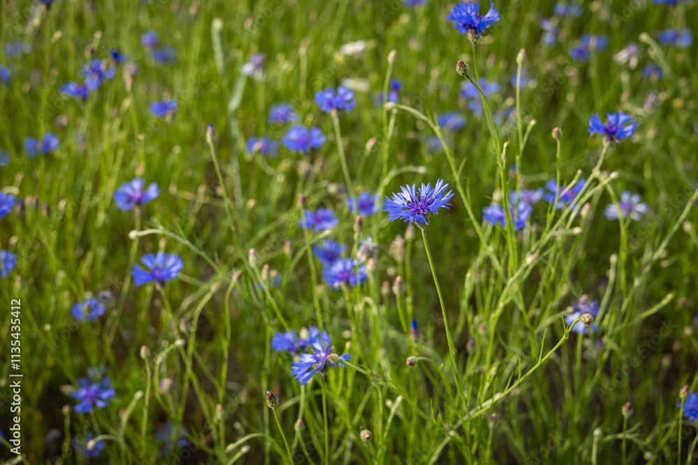 Blooming blue cornflowers in a lush green meadow on a sunny summer day. Wildflowers, natural beauty and rural landscapes with vibrant floral colors under soft sunlight in a tranquil field Blooming blue cornflowers in a lush green meadow on a sunny summer day. Wildflowers, natural beauty and rural landscapes with vibrant floral colors under soft sunlight in a tranquil field
