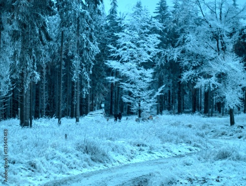 Winter in the Taunus Mountains Germany photo