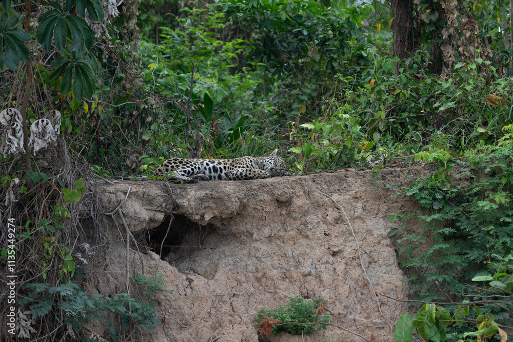 Jaguar lying on ledge above river Jaguar lying on ledge above river