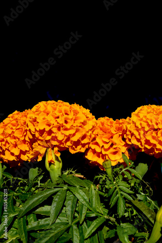 Marigolds