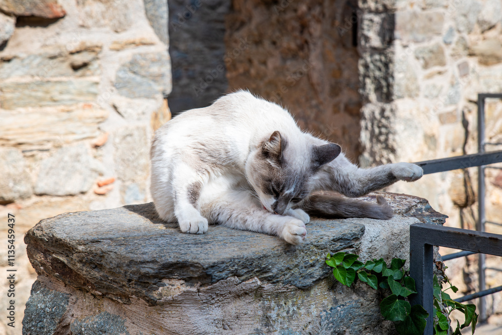 A cat at the Monastery of Sant Pere de Rodes, Catalunya, Spain. A cat at the Monastery of Sant Pere de Rodes, Catalunya, Spain.