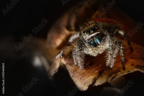 Jumping Spider