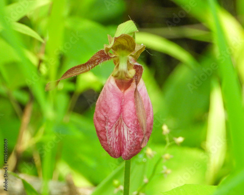 Cypripedium acaule | Pink Lady's Slipper Orchid Flower | Native North American Orchid Wildflower photo